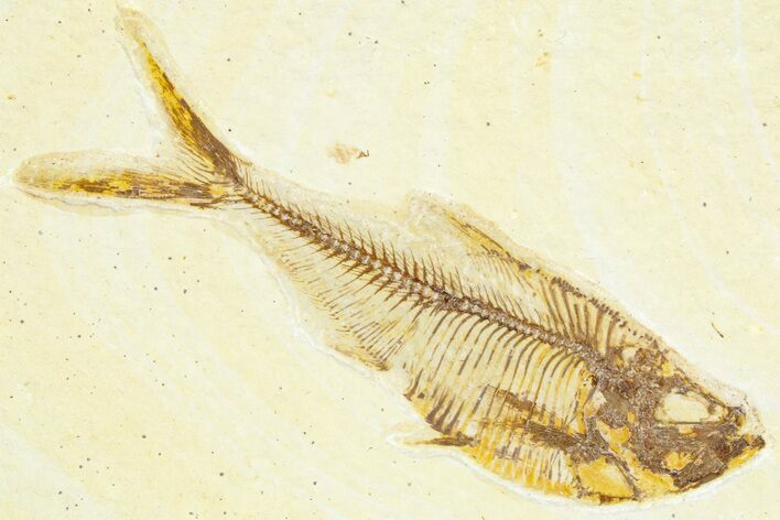 Detailed Fossil Fish (Diplomystus) - Wyoming #367576
